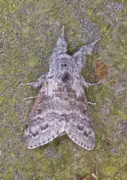 Pale Tussock
